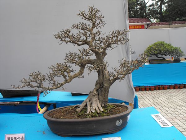 DSCF1068.JPG