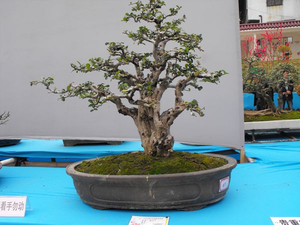 DSCF1060.JPG