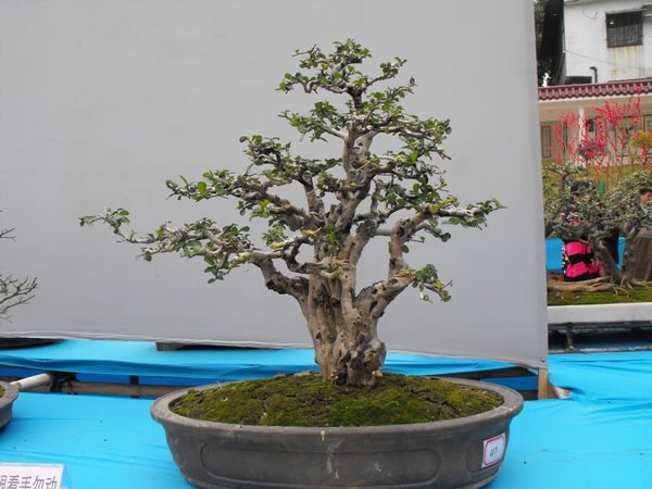 DSCF1061.JPG