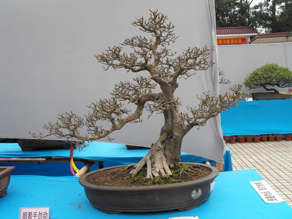 DSCF1067.JPG