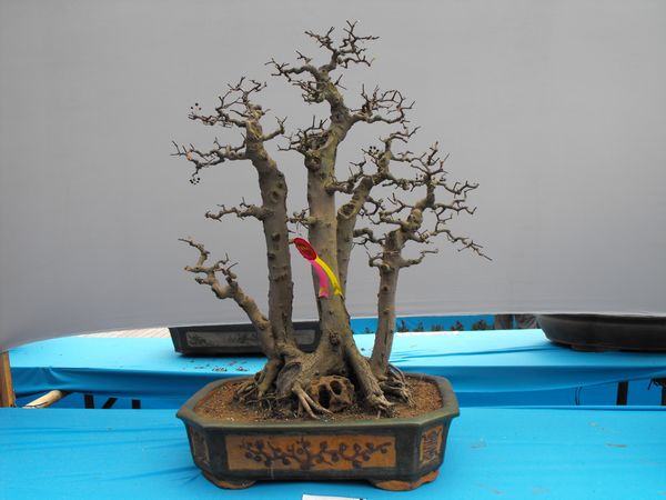 DSCF1077.JPG