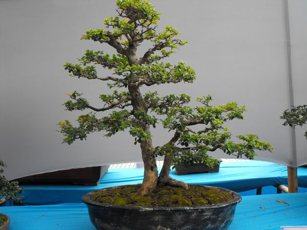 DSCF1082.JPG