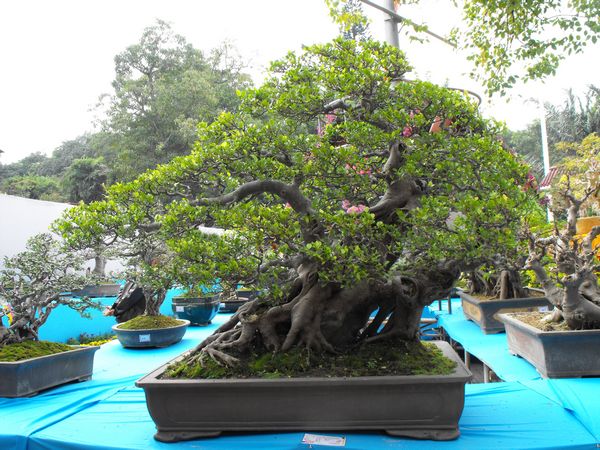 DSCF1085.JPG
