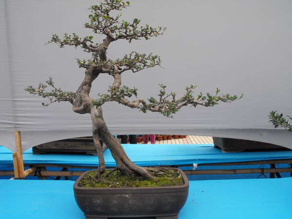 DSCF1091.JPG