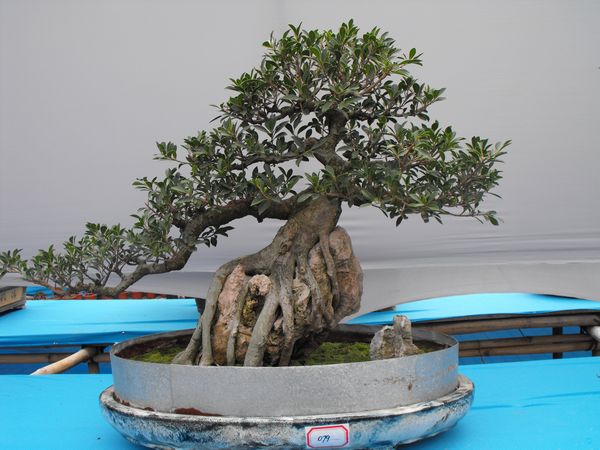 DSCF1093.JPG