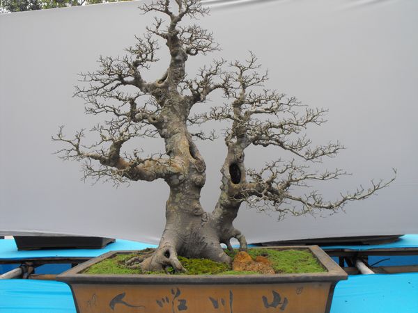 DSCF1103.JPG