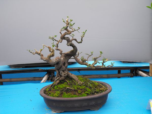 DSCF1104.JPG