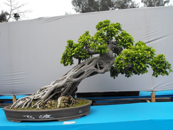 DSCF1105.JPG