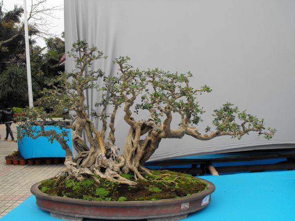DSCF1109.JPG