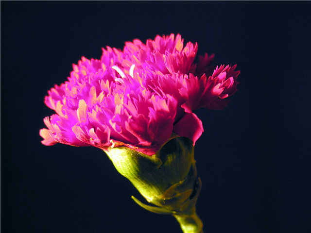 DSCN1021.jpg