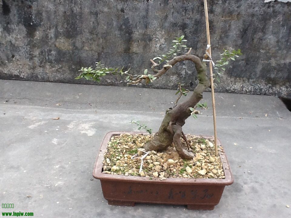 image.jpg