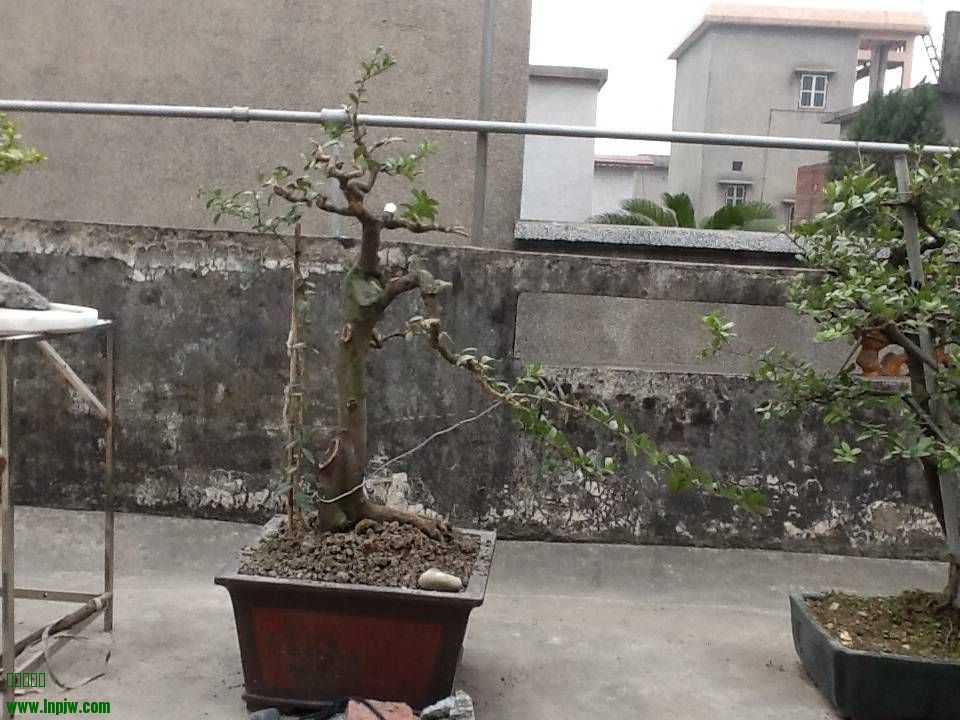 082716s99801qtz1qqr548.jpg.thumb.jpg