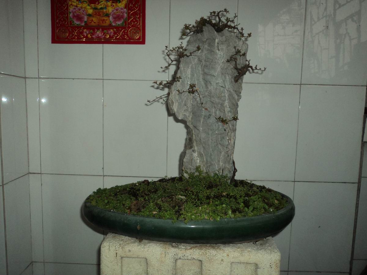 DSC02486.JPG