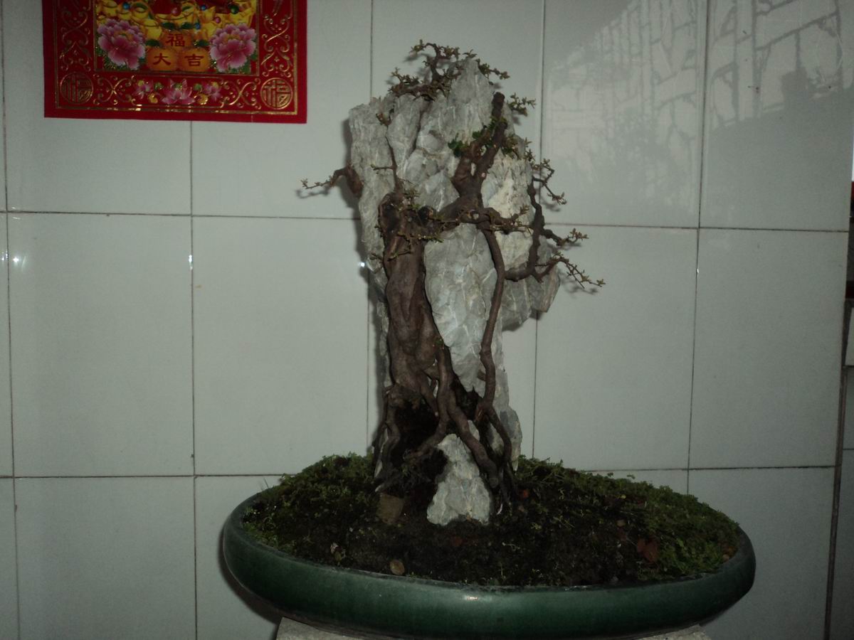 DSC02483.JPG