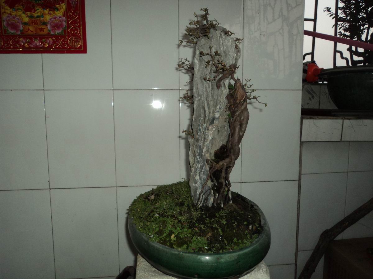 DSC02484.JPG