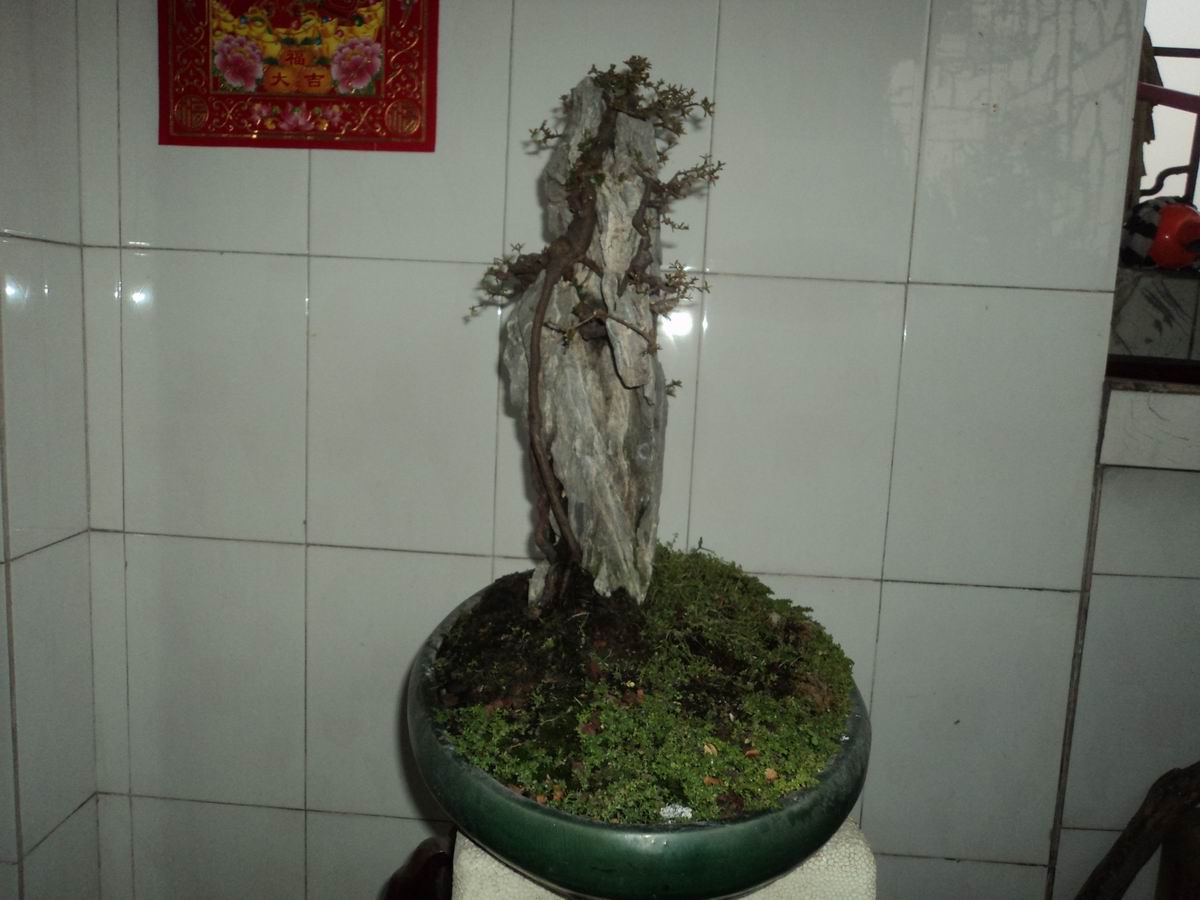 DSC02485.JPG