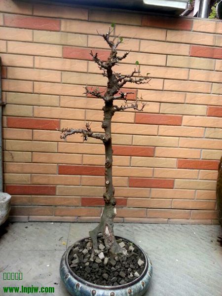 psb (1).jpg