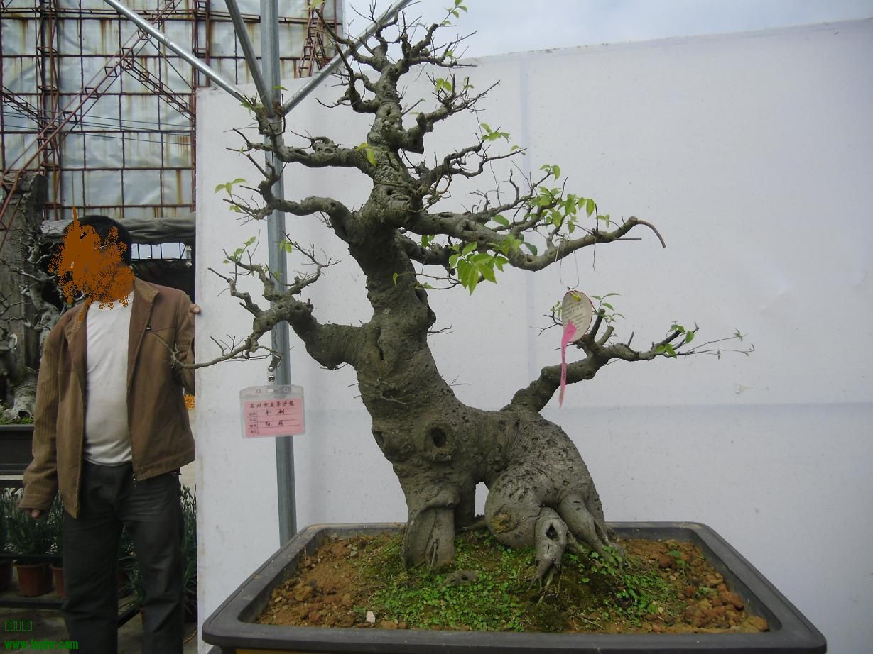 2014辰ɳB11.JPG