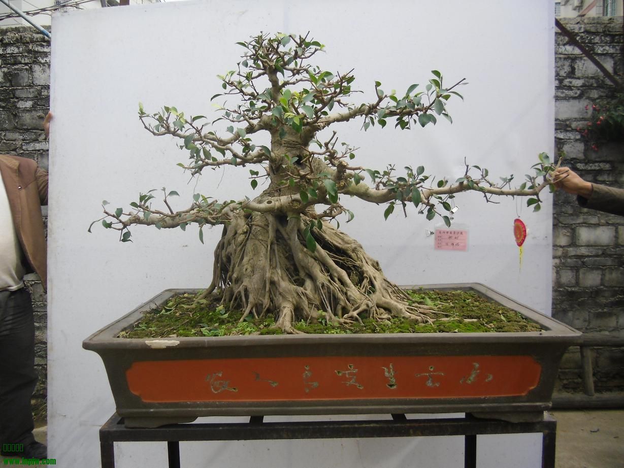 2014辰ɳC9.JPG