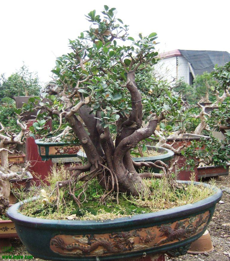 DSCF4799.JPG