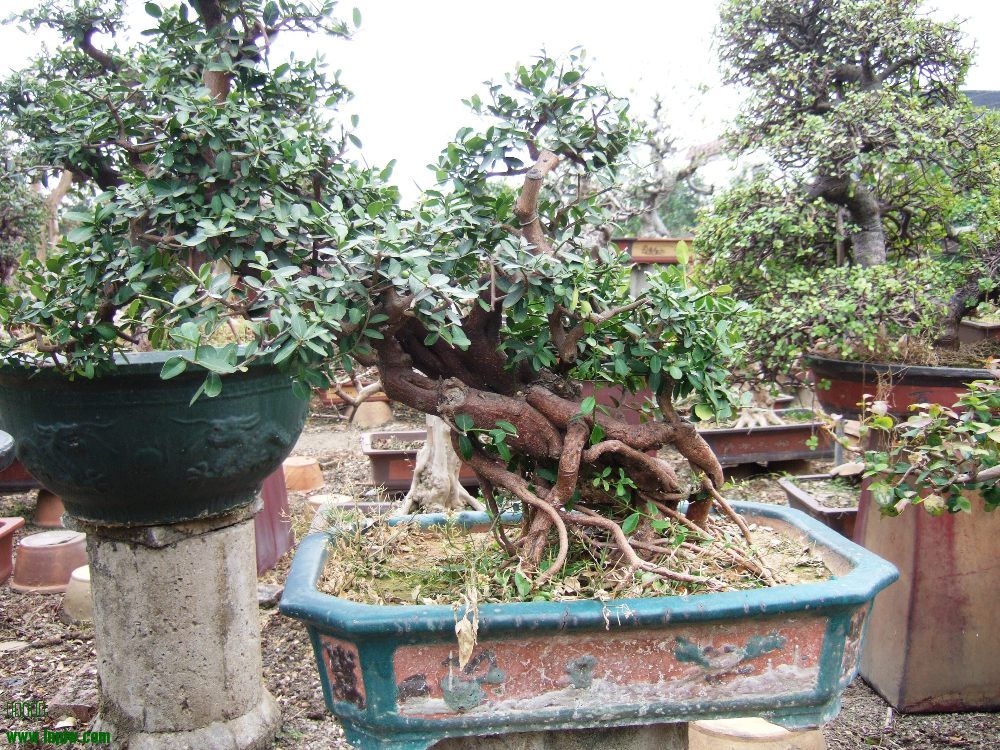 DSCF4801.JPG