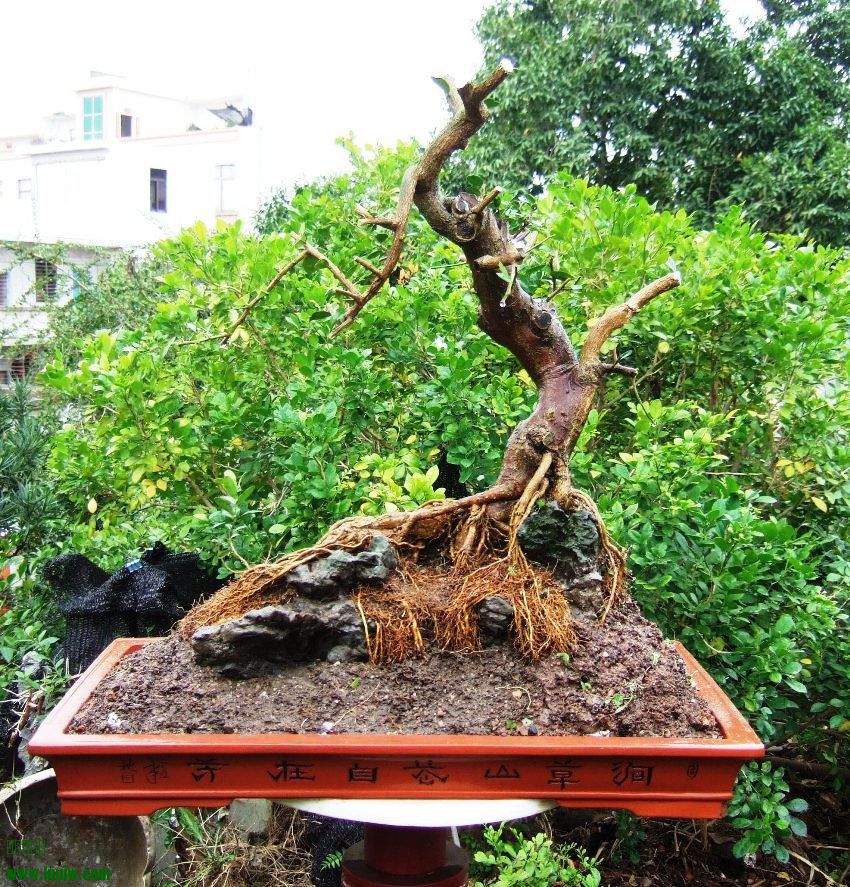 DSCF5152.JPG