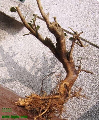 DSCF2565.JPG