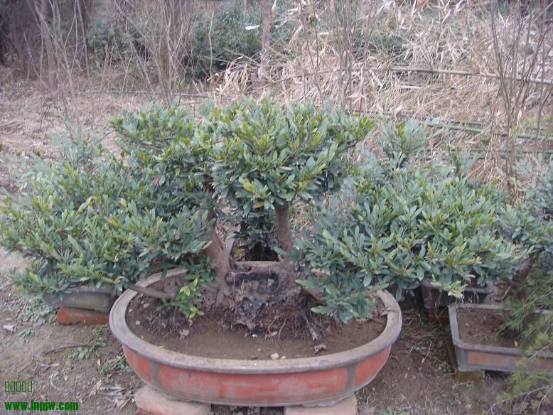 DSC02878.JPG