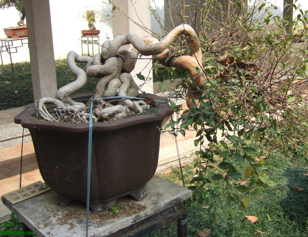 DSCF4904.JPG
