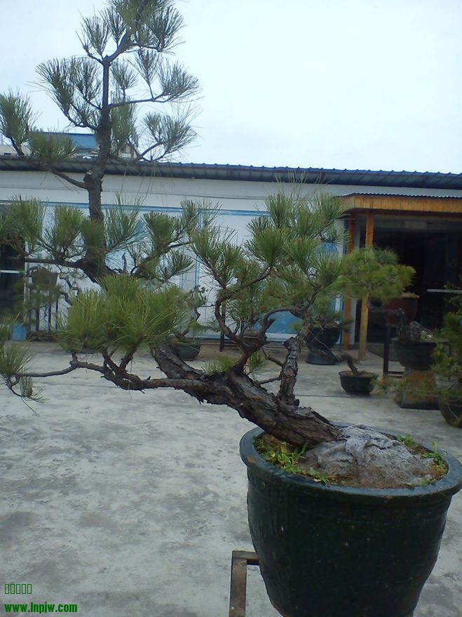 DSC01946.jpg