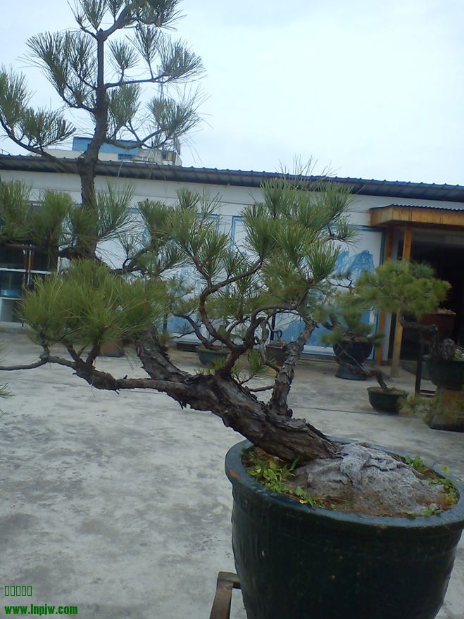 DSC01947.jpg