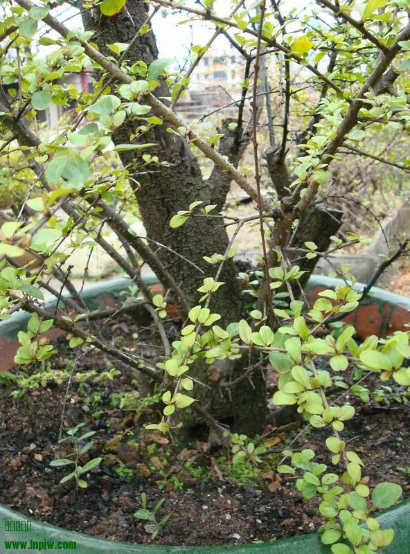 ת DSC03445.JPG