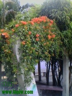 IMG0323A.jpg