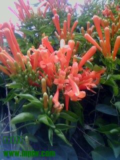 IMG0325A.jpg