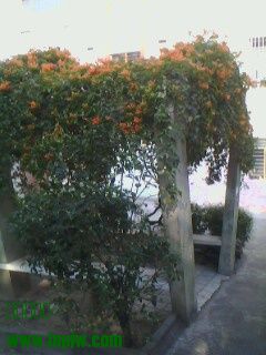 IMG0326A.jpg