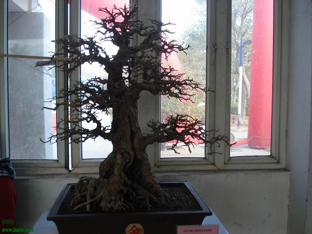 С DSC01676.JPG