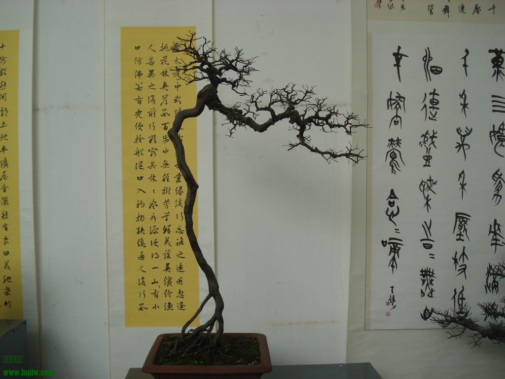 С DSC01704.JPG