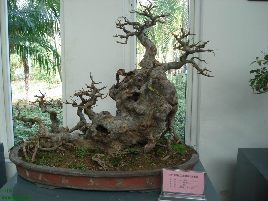 С DSC01710.JPG