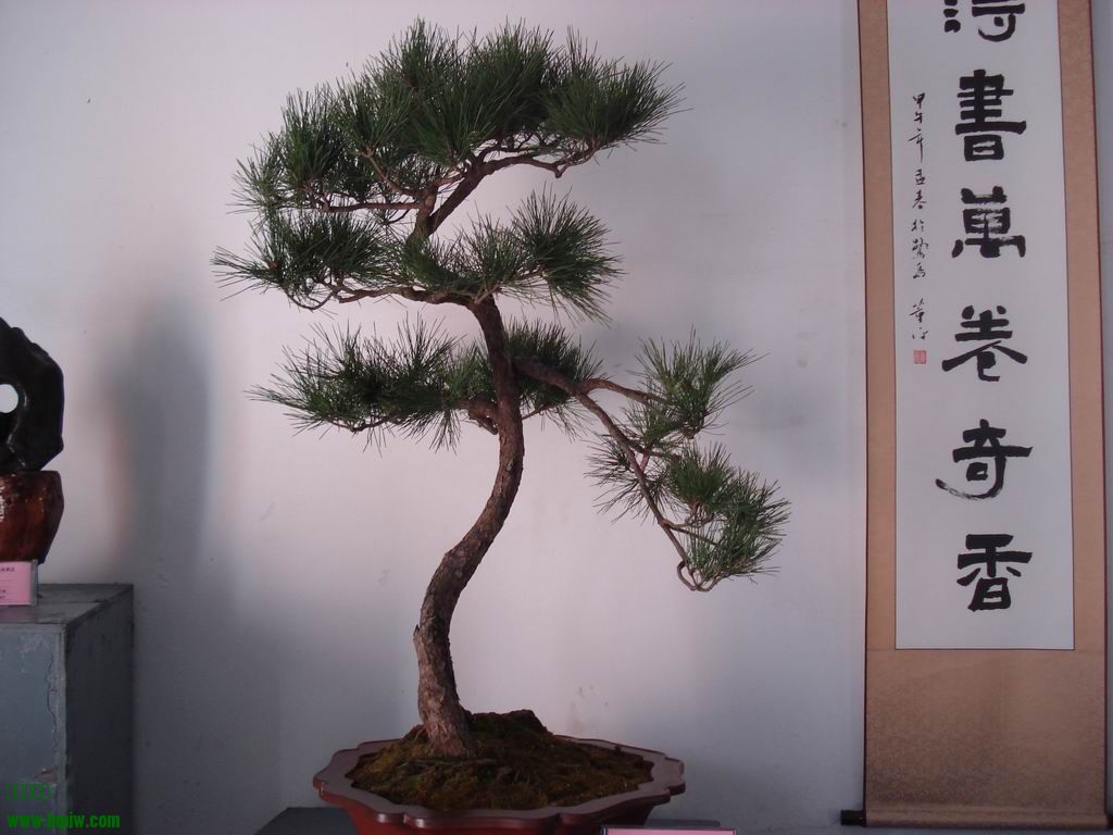С DSC01763.JPG