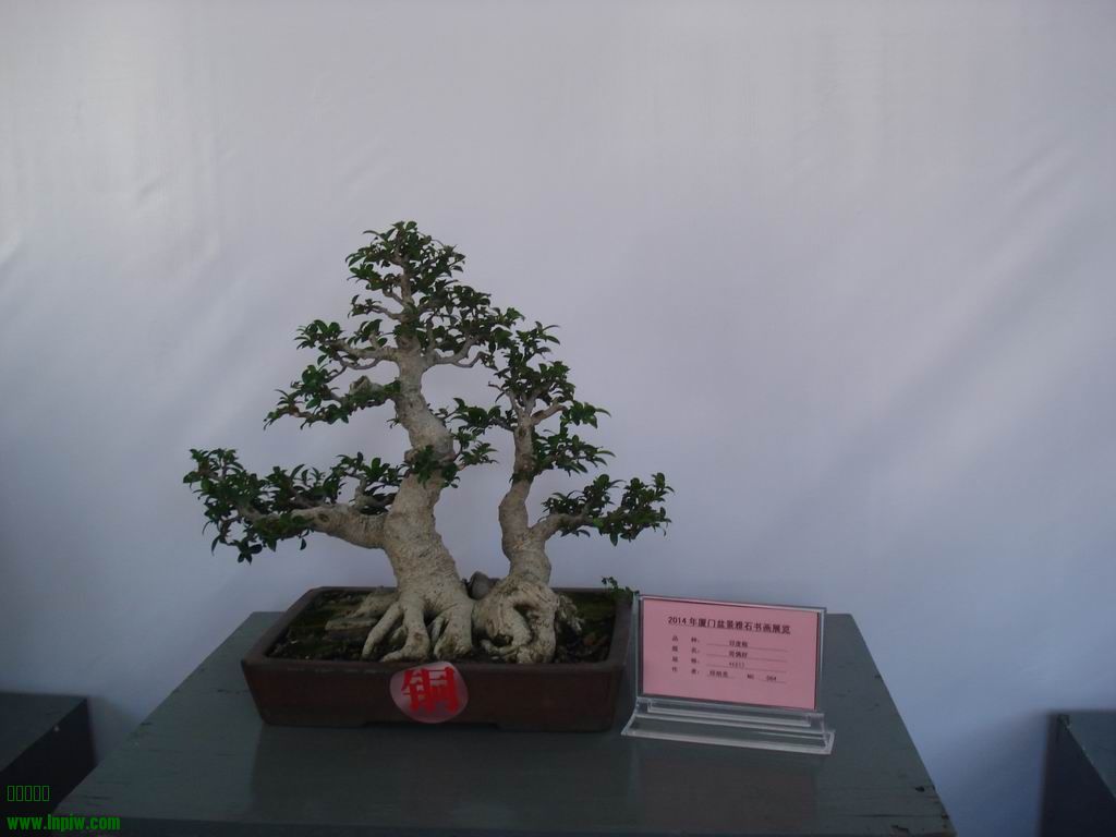 С DSC01773.JPG