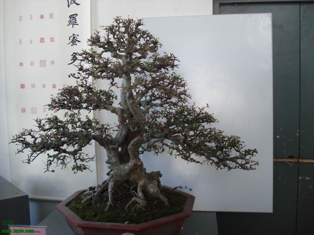 С DSC01778.JPG