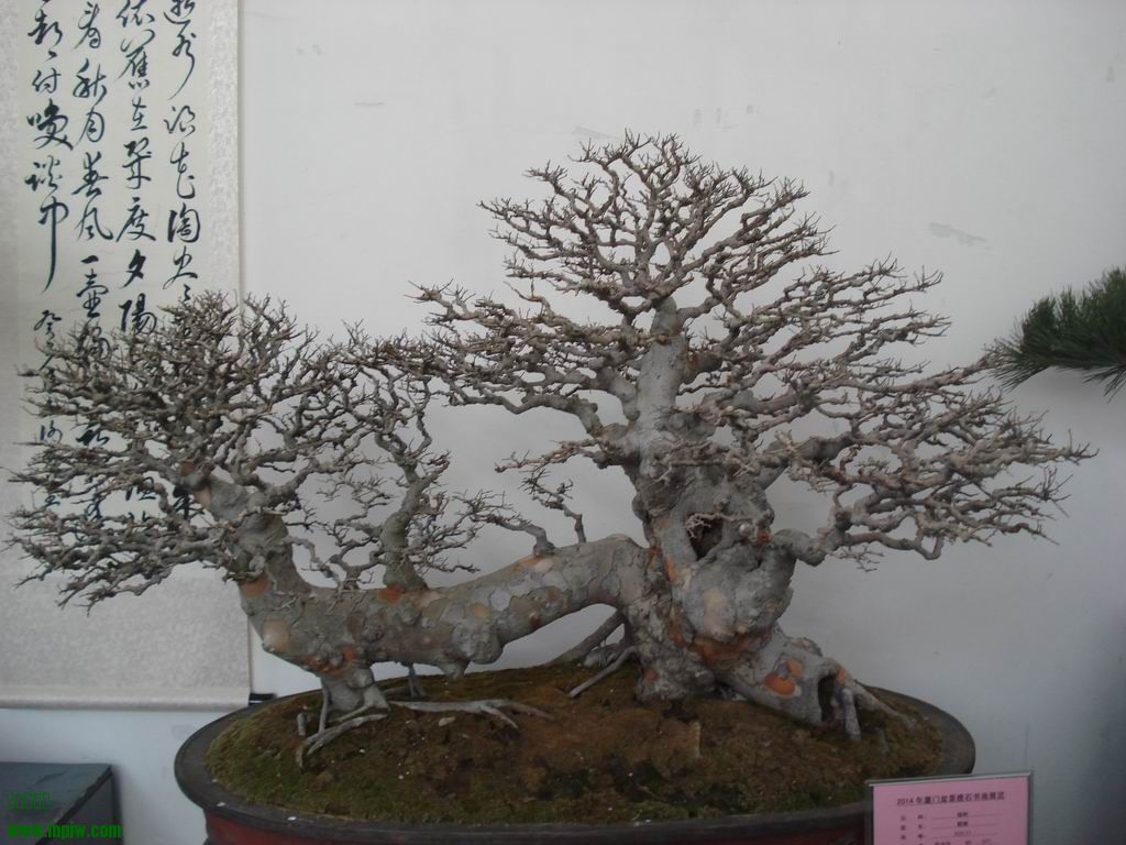 С DSC01781.JPG