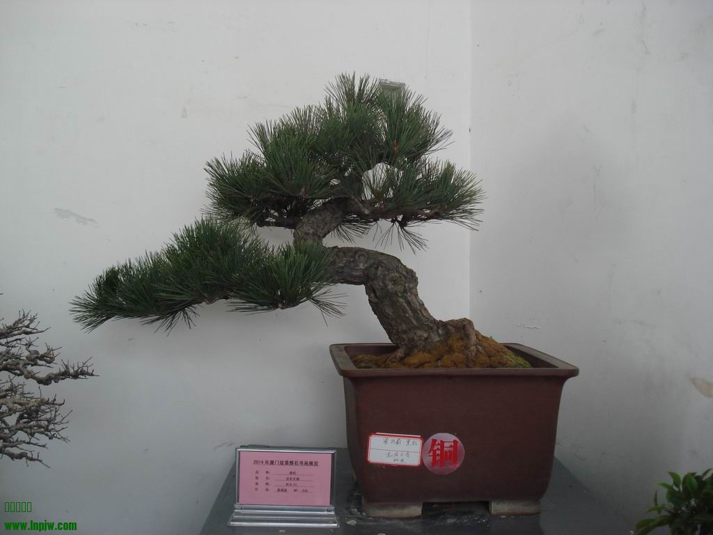С DSC01782.JPG