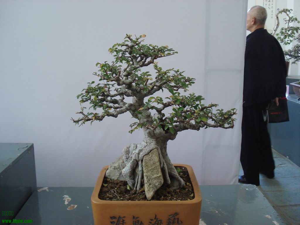 С DSC01783.JPG