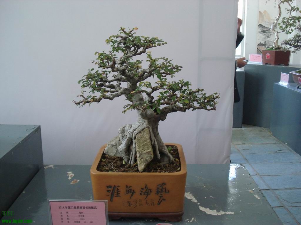 С DSC01794.JPG