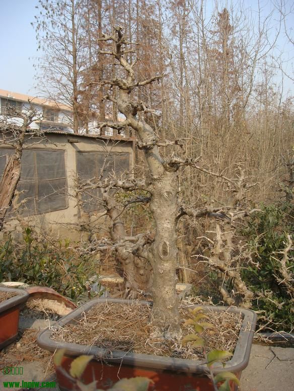 DSC06527.JPG
