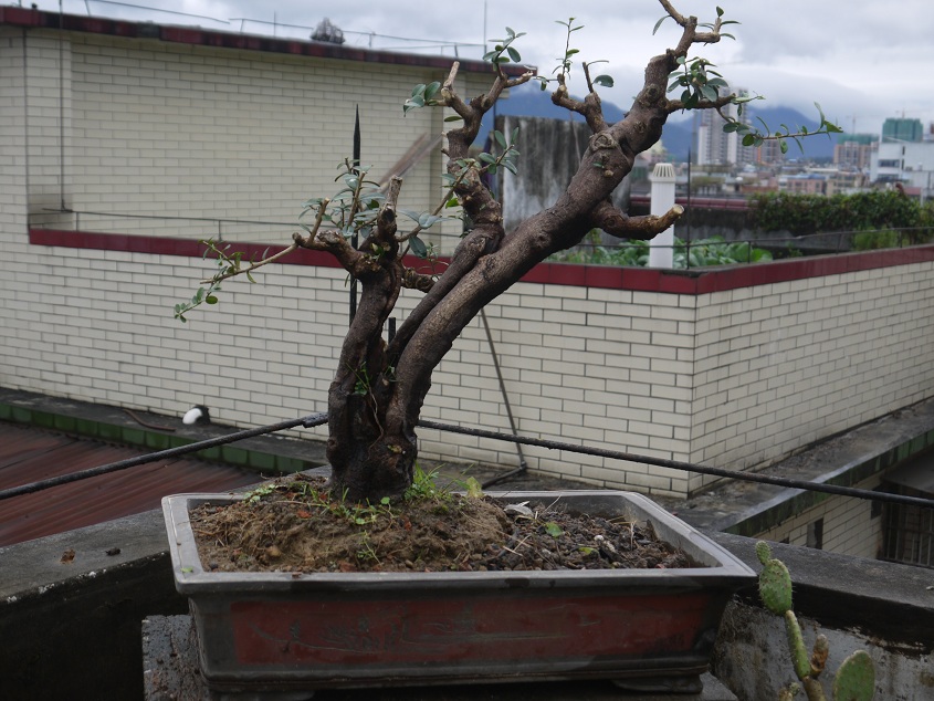 P1200369.JPG