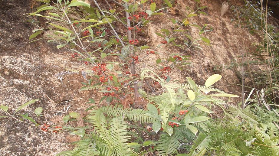 DSCF1094.JPG