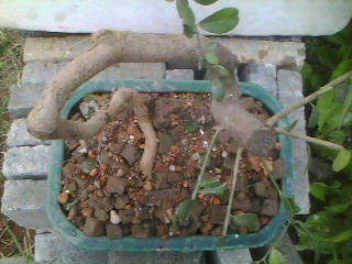 IMG0328A.jpg