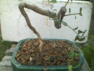 IMG0330A.jpg